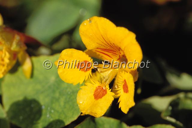 Tropaeolum majus.JPG - Tropaeolum majus, Capucine, Tropaeolacae, France